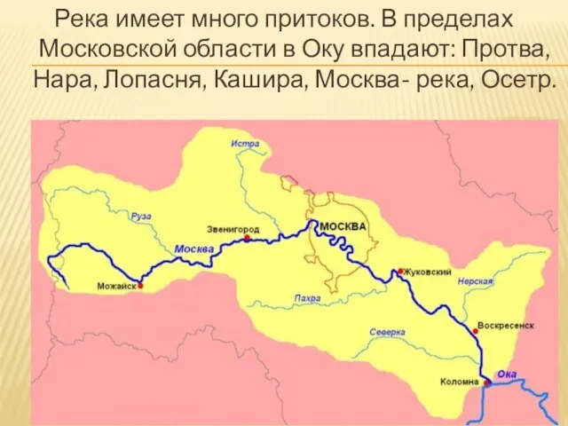Река имеет много притоков. В пределах Московской области в Оку впадают: Протва,