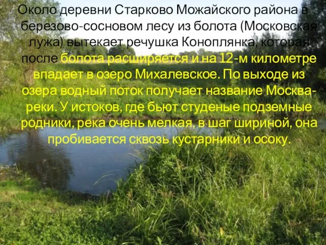 Около деревни Старково Можайского района в березово-сосновом лесу из болота (Московская лужа)
