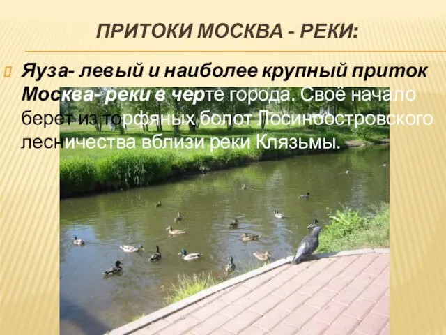 Притоки Москва - реки: Яуза- левый и наиболее крупный приток Москва- реки