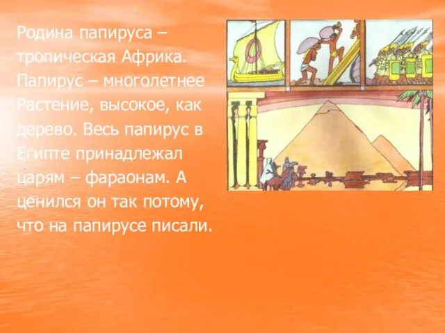 Родина папируса – тропическая Африка. Папирус – многолетнее Растение, высокое, как дерево.