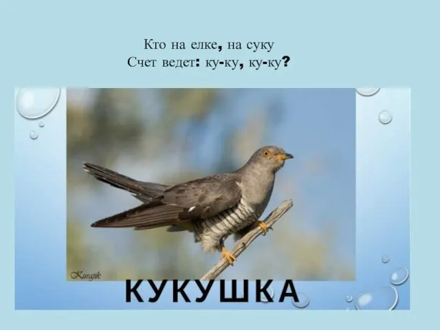 Кто на елке, на суку Счет ведет: ку-ку, ку-ку?