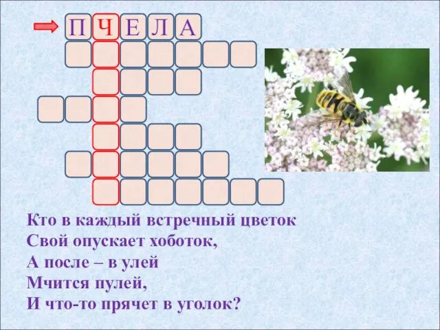 Кто в каждый встречный цветок Свой опускает хоботок, А после – в