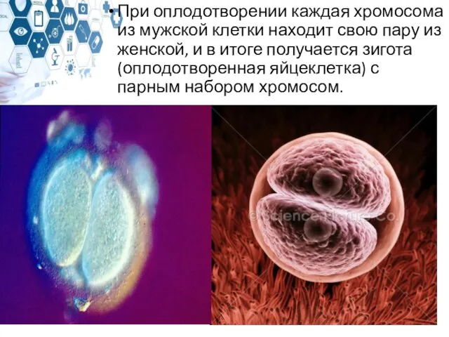 При оплодотворении каждая хромосома из мужской клетки находит свою пару из женской,