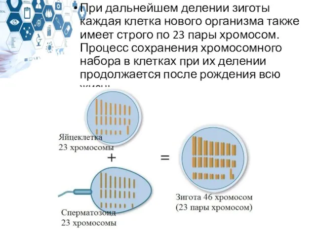 При дальнейшем делении зиготы каждая клетка нового организма также имеет строго по