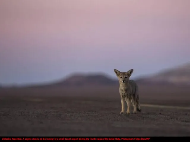 Chilecito, Argentina. A coyote stands on the runway of a small desert