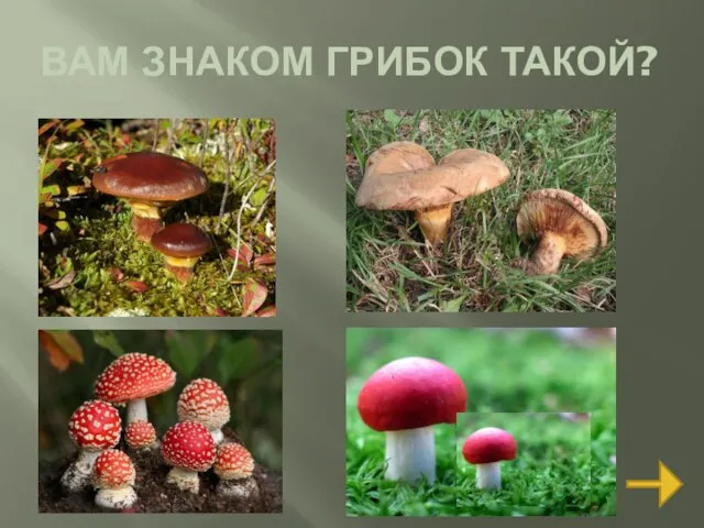 ВАМ ЗНАКОМ ГРИБОК ТАКОЙ?