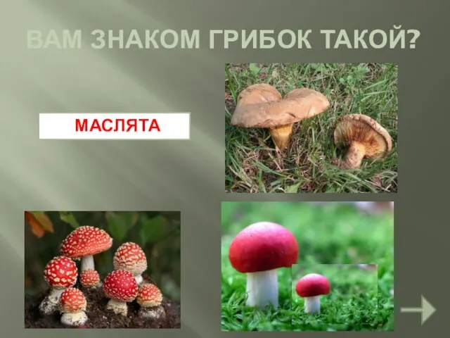 ВАМ ЗНАКОМ ГРИБОК ТАКОЙ? МАСЛЯТА