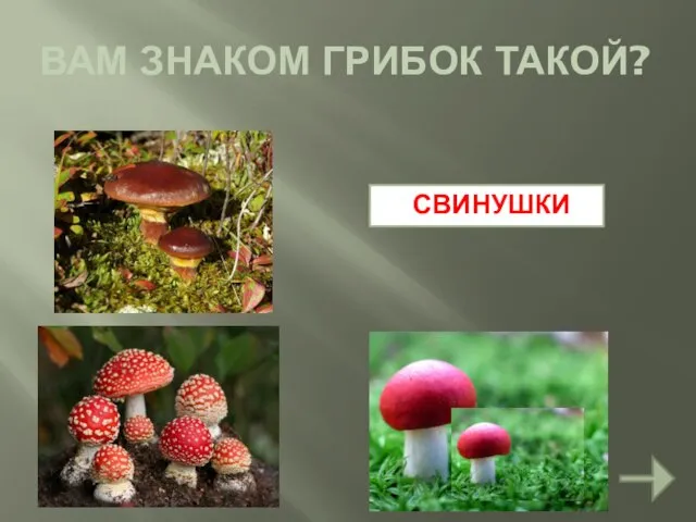 ВАМ ЗНАКОМ ГРИБОК ТАКОЙ? СВИНУШКИ