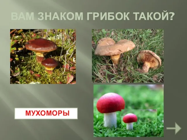 ВАМ ЗНАКОМ ГРИБОК ТАКОЙ? МУХОМОРЫ