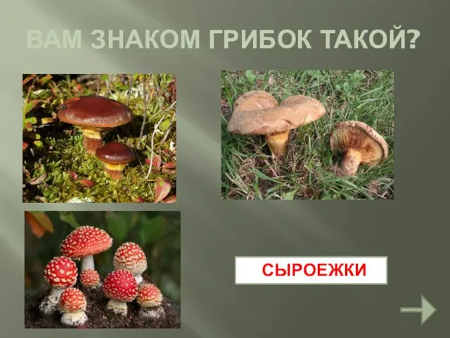 ВАМ ЗНАКОМ ГРИБОК ТАКОЙ? СЫРОЕЖКИ