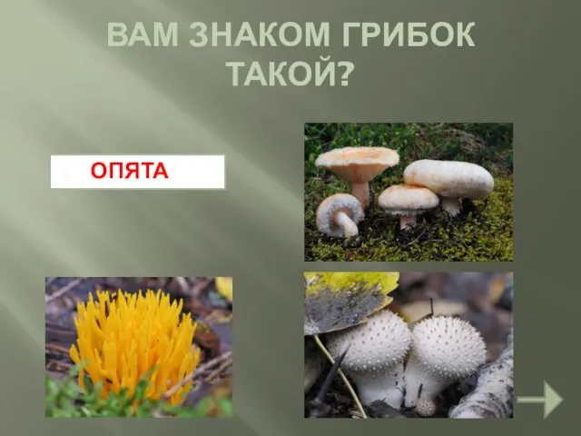 ОПЯТА ВАМ ЗНАКОМ ГРИБОК ТАКОЙ?