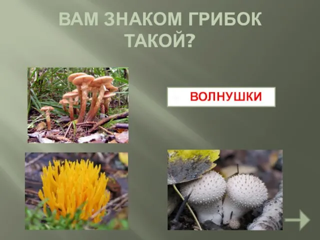 ВОЛНУШКИ ВАМ ЗНАКОМ ГРИБОК ТАКОЙ?