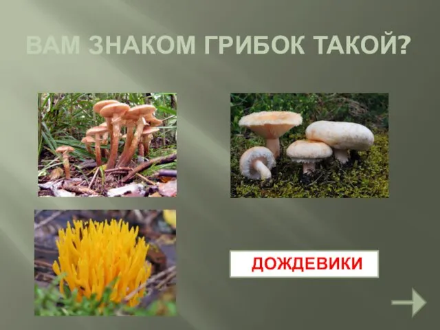 ВАМ ЗНАКОМ ГРИБОК ТАКОЙ? ДОЖДЕВИКИ