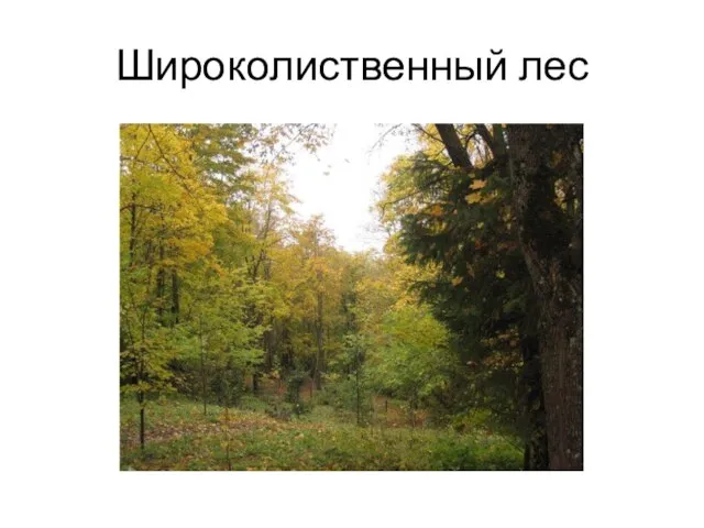 Широколиственный лес