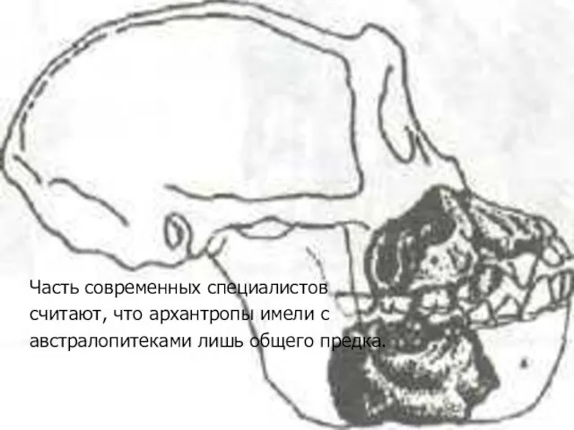 Часть современных специалистов считают, что архантропы имели с австралопитеками лишь общего предка.