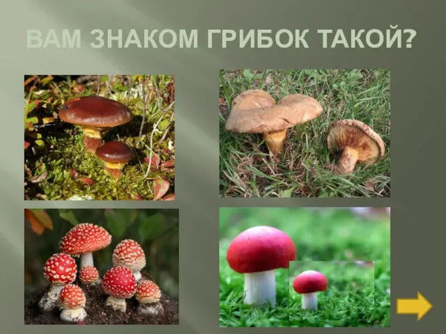 ВАМ ЗНАКОМ ГРИБОК ТАКОЙ?