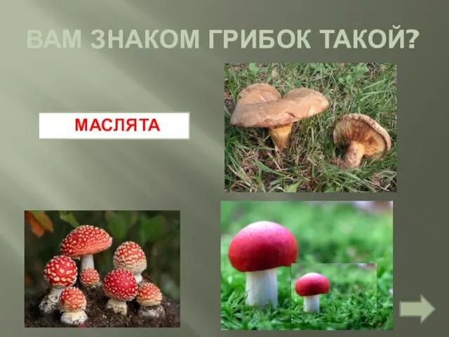 ВАМ ЗНАКОМ ГРИБОК ТАКОЙ? МАСЛЯТА