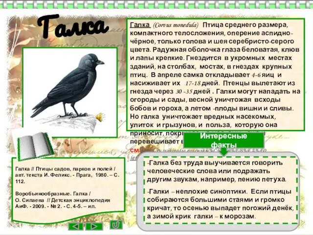 Галка (Corvus monedula) Птица среднего размера, компактного телосложения, оперение аспидно-чёрное, только голова