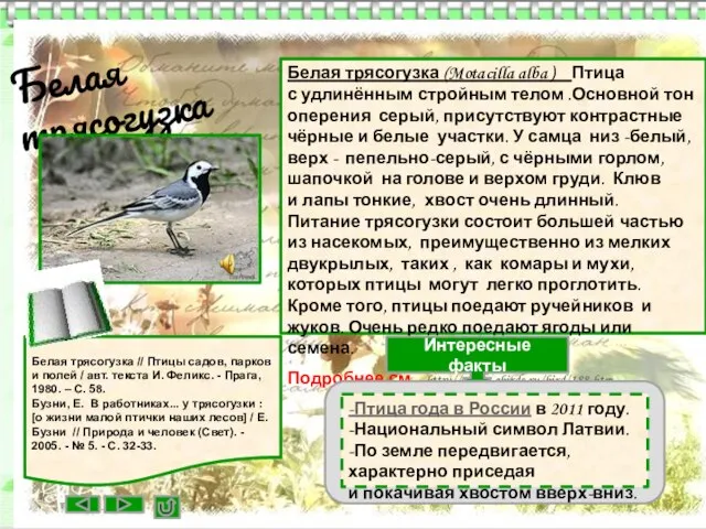 Белая трясогузка Белая трясогузка (Motacilla alba ) Птица с удлинённым стройным телом