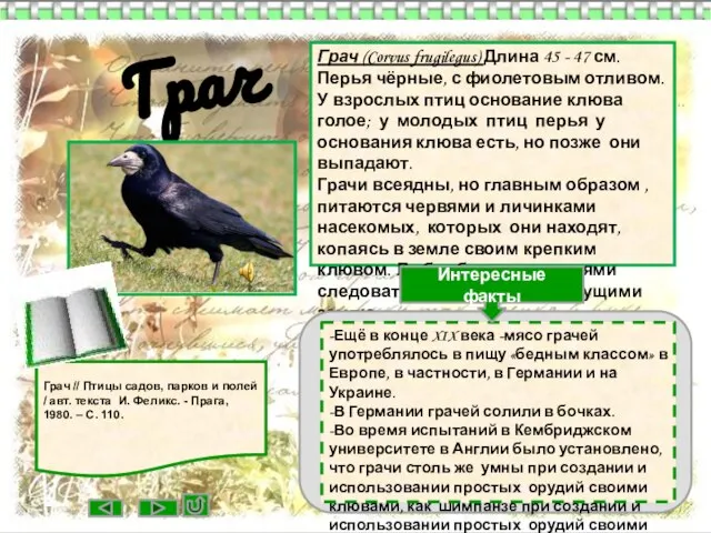 Грач (Corvus frugilegus) Длина 45 - 47 см. Перья чёрные, с фиолетовым