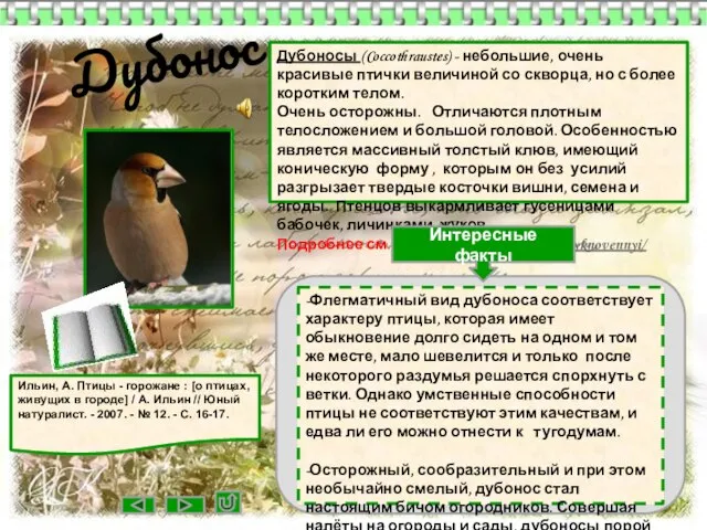 Дубонос Дубоносы (Coccothraustes) - небольшие, очень красивые птички величиной со скворца, но