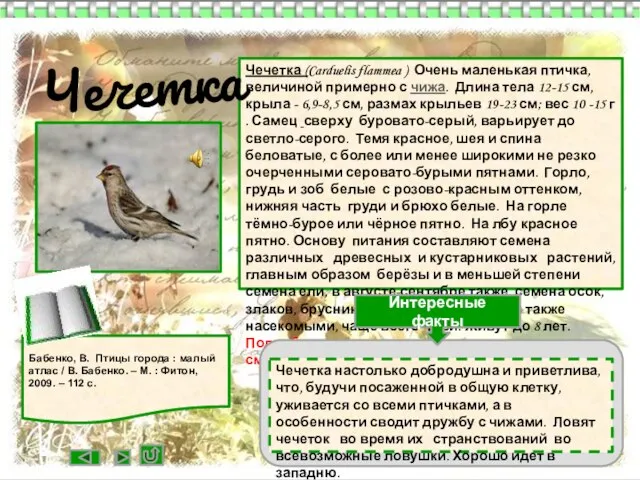 Чечетка (Carduelis flammea ) Очень маленькая птичка, величиной примерно с чижа. Длина