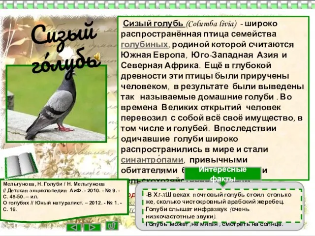 Сизый голубь (Columba livia) - широко распространённая птица семейства голубиных, родиной которой