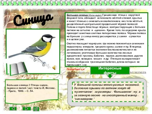 Большая синица( Parus major) Грациозная птица с округлой формой тела, обладает зеленовато-жёлтой