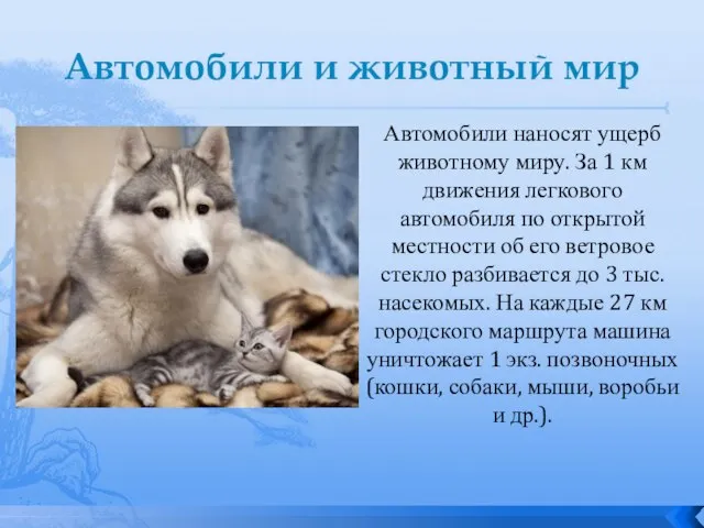 Автомобили и животный мир Автомобили наносят ущерб животному миру. За 1 км