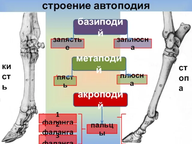 строение автоподия базиподий запястье заплюсна метаподий пясть плюсна акроподий 1 фаланга 2