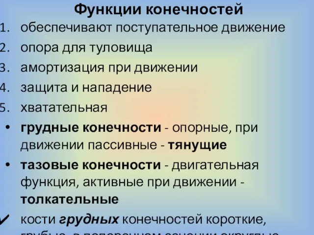 Функции конечностей обеспечивают поступательное движение опора для туловища амортизация при движении защита