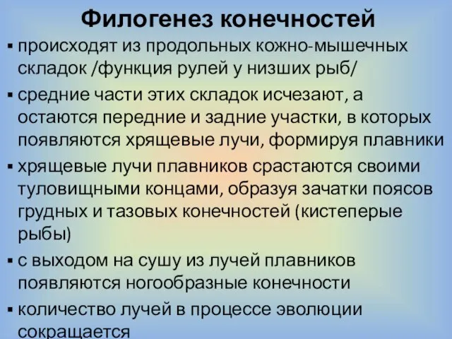 Филогенез конечностей происходят из продольных кожно-мышечных складок /функция рулей у низших рыб/