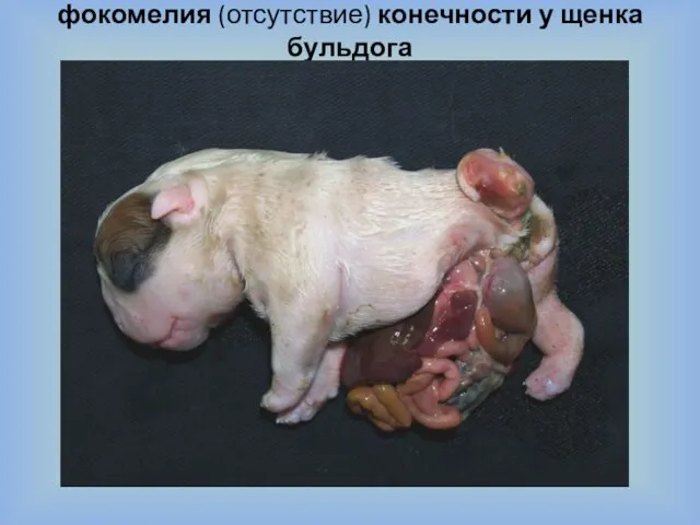 фокомелия (отсутствие) конечности у щенка бульдога