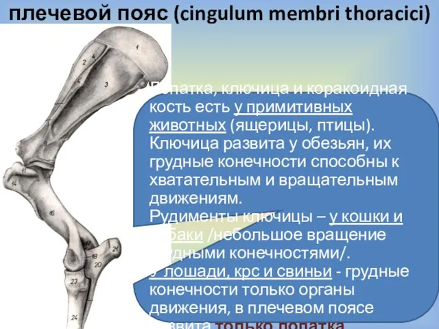 плечевой пояс (cingulum membri thoracici) Лопатка, ключица и коракоидная кость есть у