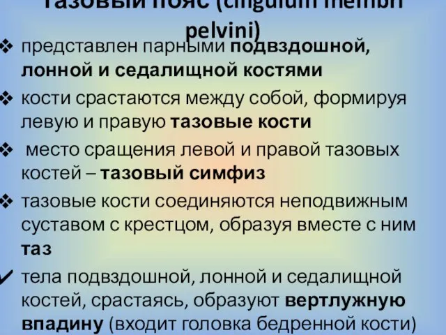 тазовый пояс (cingulum membri pelvini) представлен парными подвздошной, лонной и седалищной костями