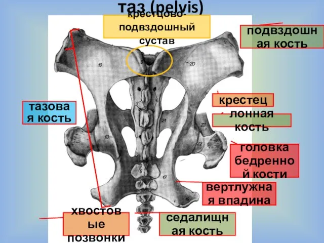 таз (pelvis) подвздошная кость лонная кость седалищная кость крестец головка бедренной кости