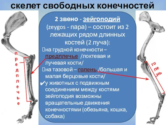 скелет свободных конечностей голень предплечье 2 звено - зейгоподий (zeygos - пара)