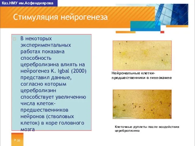 > Стимуляция нейрогенеза В некоторых экспериментальных работах показана способность церебролизина влиять на