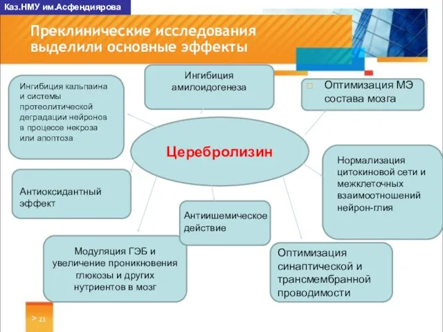 > Преклинические исследования выделили основные эффекты Каз.НМУ им.Асфендиярова Церебролизин Ингибиция кальпаина и