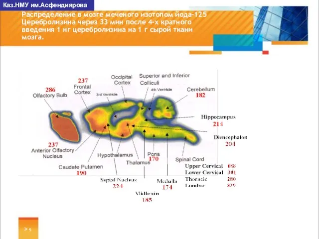 > Распределение в мозге меченого изотопом йода-125 Церебролизина через 33 мин после