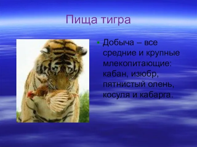 Пища тигра Добыча – все средние и крупные млекопитающие: кабан, изюбр, пятнистый олень, косуля и кабарга.