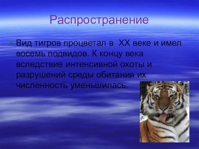 Распространение Вид тигров процветал в XX веке и имел восемь подвидов. К