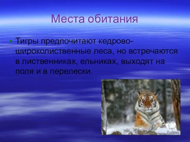 Места обитания Тигры предпочитают кедрово-широколиственные леса, но встречаются в лиственниках, ельниках, выходят