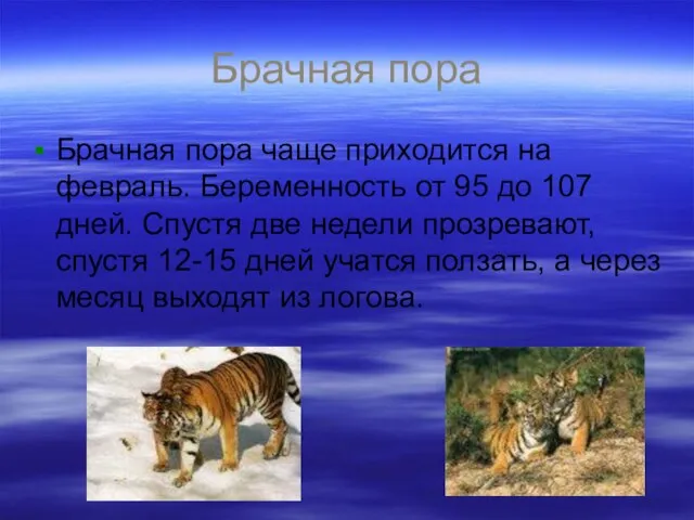 Брачная пора Брачная пора чаще приходится на февраль. Беременность от 95 до