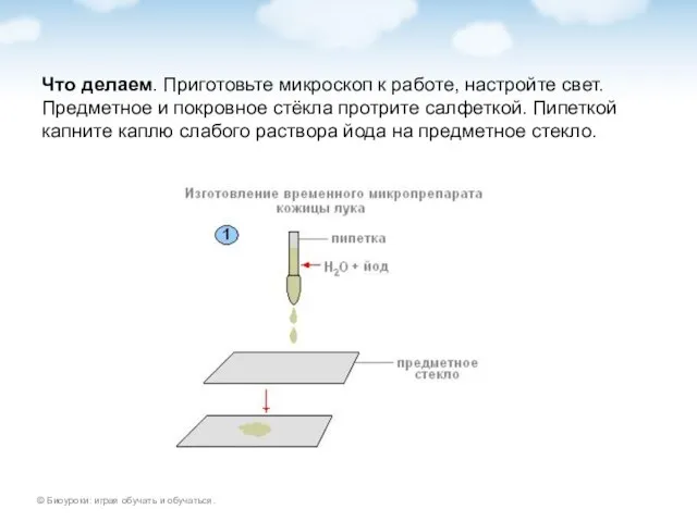 Что делаем. Приготовьте микроскоп к работе, настройте свет. Предметное и покровное стёкла