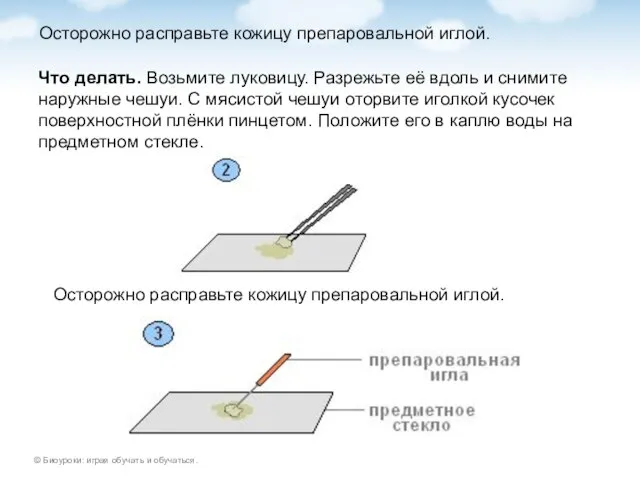 Осторожно расправьте кожицу препаровальной иглой. Что делать. Возьмите луковицу. Разрежьте её вдоль