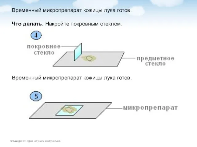 Временный микропрепарат кожицы лука готов. Что делать. Накройте покровным стеклом. Временный микропрепарат кожицы лука готов.