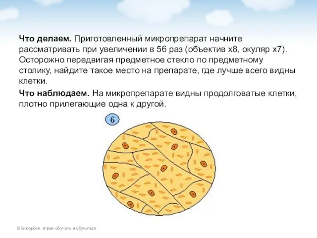 Что делаем. Приготовленный микропрепарат начните рассматривать при увеличении в 56 раз (объектив