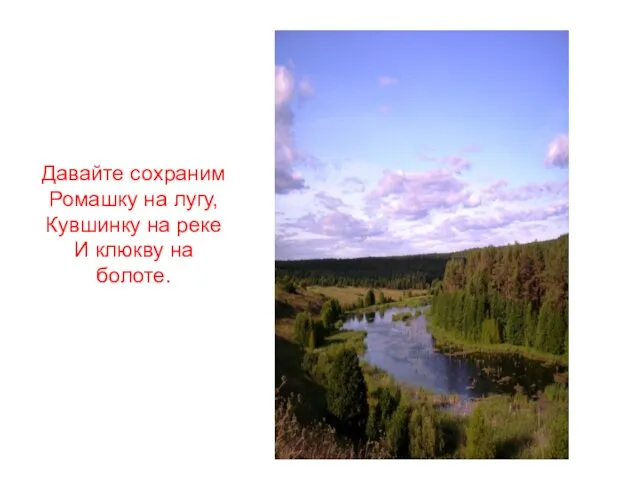 Давайте сохраним Ромашку на лугу, Кувшинку на реке И клюкву на болоте.