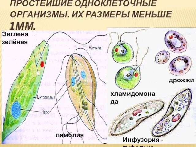 ПРОСТЕЙШИЕ ОДНОКЛЕТОЧНЫЕ ОРГАНИЗМЫ. ИХ РАЗМЕРЫ МЕНЬШЕ 1ММ. Эвглена зелёная лямблия дрожжи Инфузория - туфелька хламидомонада